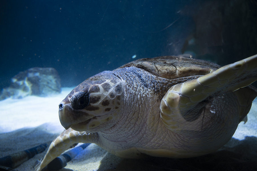 Aquarium Biarritz