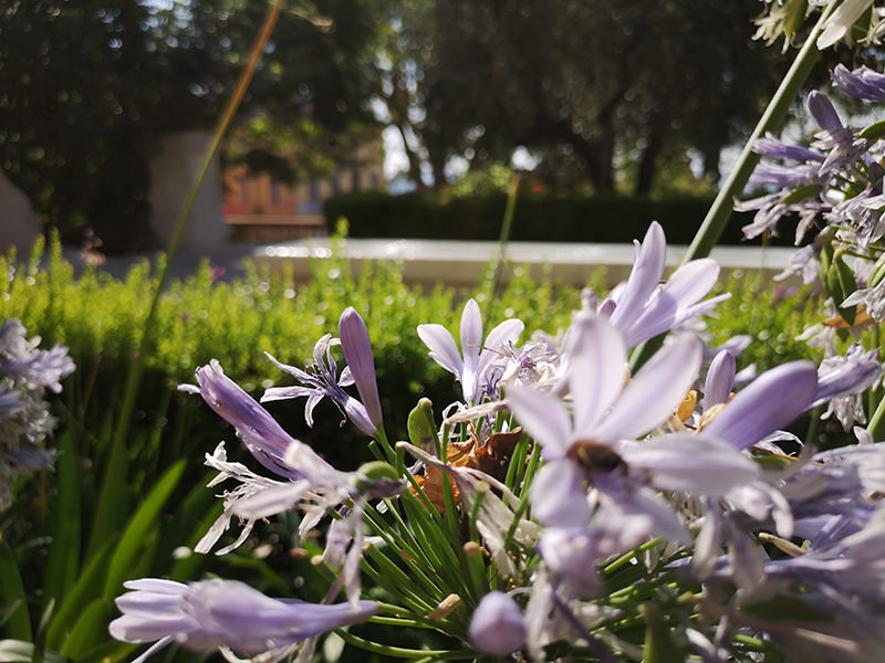 Grasse Impression