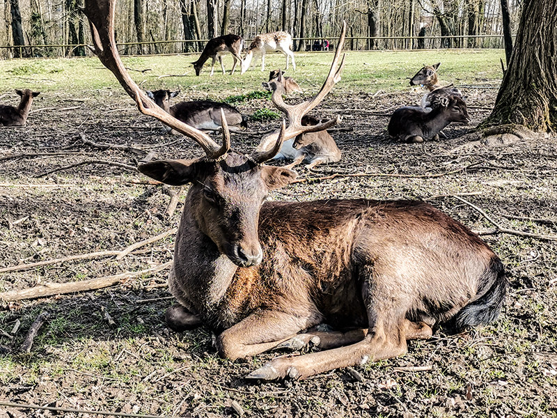 Wild im Spessart