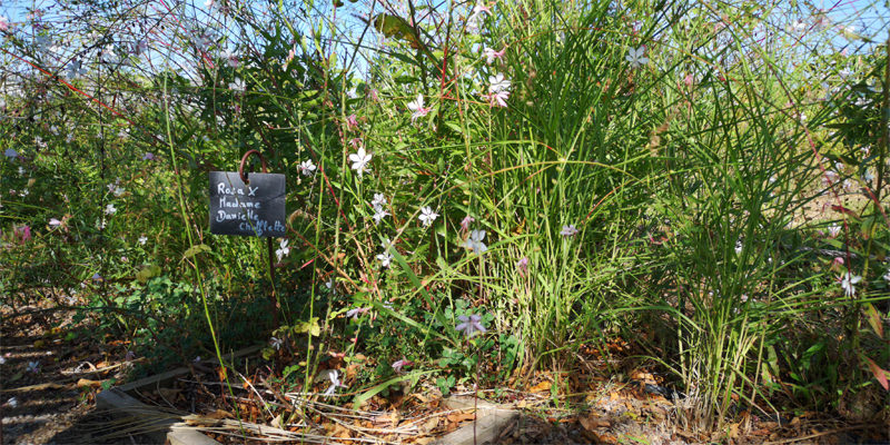 Kräutergarten Tuberose MIP | © Bert Schwarz 2019