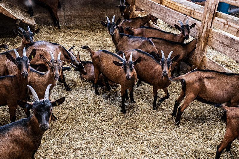 Ziegenstall der Klosterhöfe | © Bert Schwarz 2025
