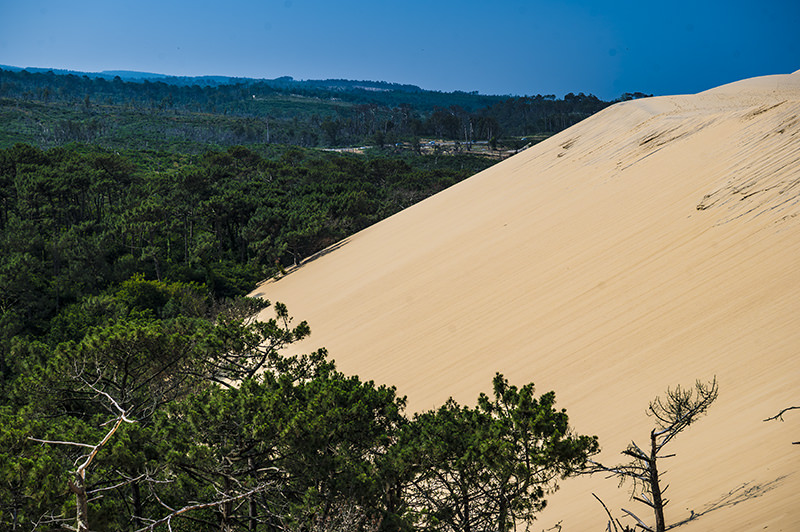 Düne, Wald, Dune du Pilat | © Bert Schwarz 2025
