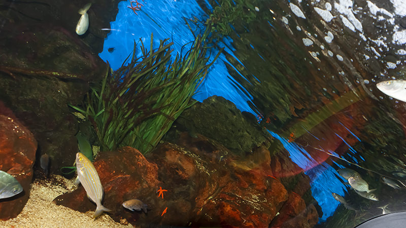 Aquarium, Wasserpflanzen, Fische | © Bert Schwarz 2015