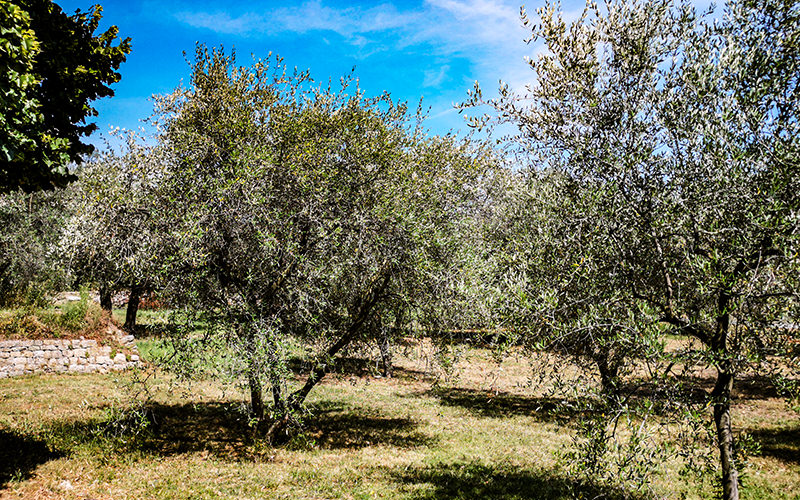 Olivenbäume | © Bert Schwarz 2019