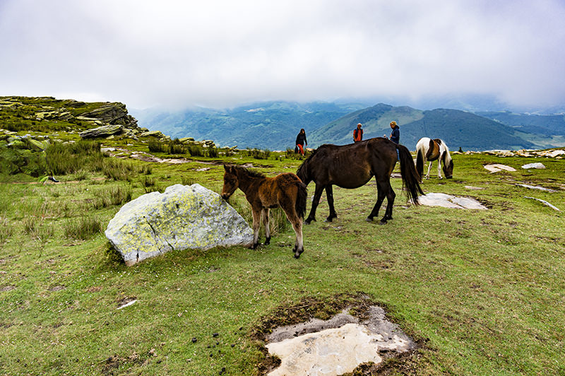 Berg, Wiese, Ponies, La Rhune | © Bert Schwarz 2023