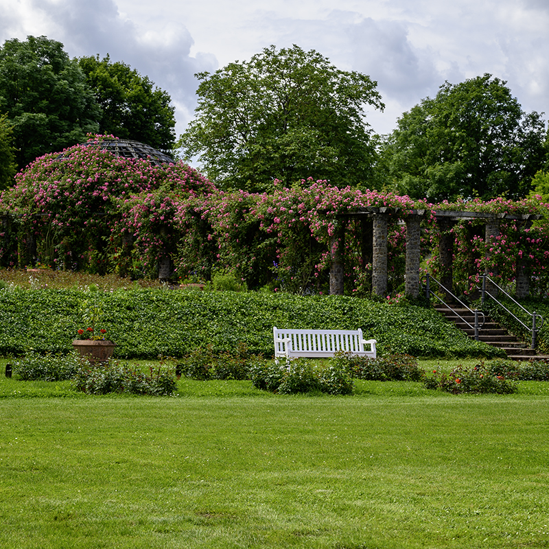 Rosengarten Darmstadt | © Bert Schwarz 2024