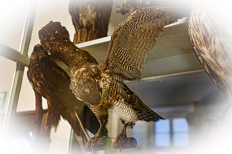 Vogel-Exponate im Museum | © Bert Schwarz 2025
