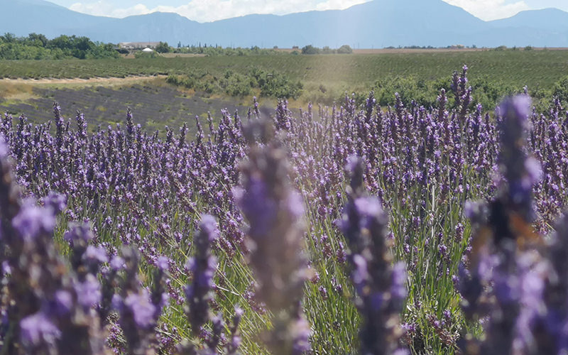 Alpen, Plateau de Valensole | © Bert Schwarz 2019