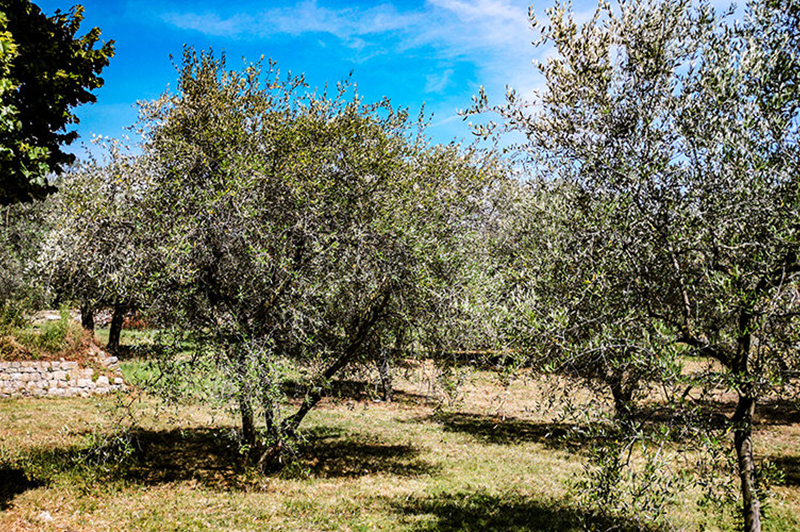 Olivenbäume | © Bert Schwarz 2019