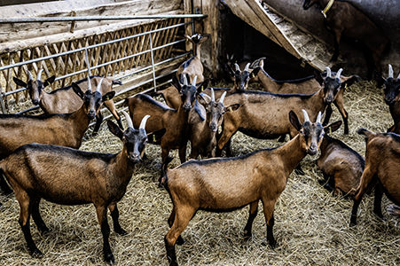 Ziegen im Stall der Klosterhöfe in Gomfritz | © Bert Schwarz 2024