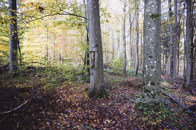 Der Spessart ist eines der grössten zusammenhängenden Waldgebiete in Deutschland | © Bert Schwarz 2023