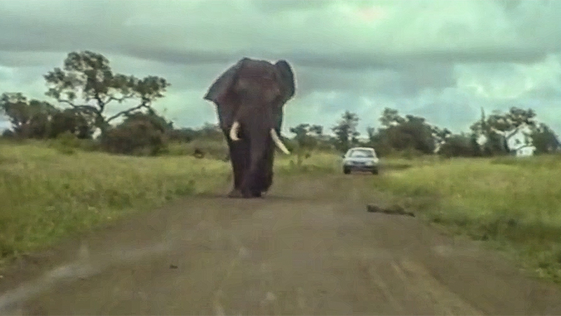 Krugerpark